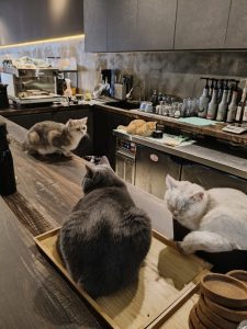 Shop Photo